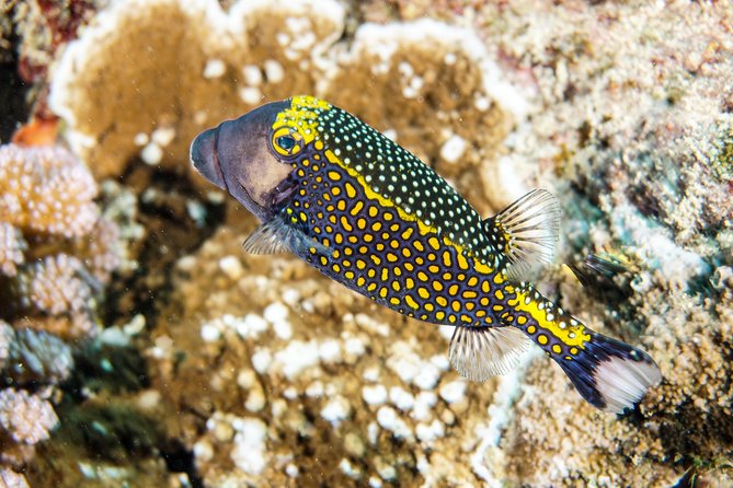 1/2 day Tahaa coral garden - departure Raiatea / ideal for cruise passengers - Key highlights to know before you go