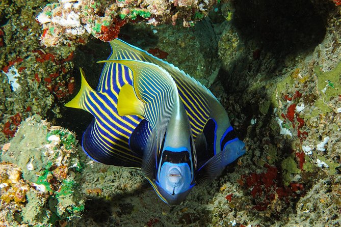 1/2 day Tahaa coral garden - departure Raiatea / ideal for cruise passengers - The snorkeling you came for: coral colors, fish variety, and the reef rules