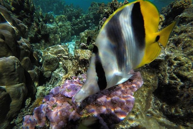 1/2 day Tahaa coral garden - departure Raiatea / ideal for cruise passengers - The Bora Bora panorama break during the float