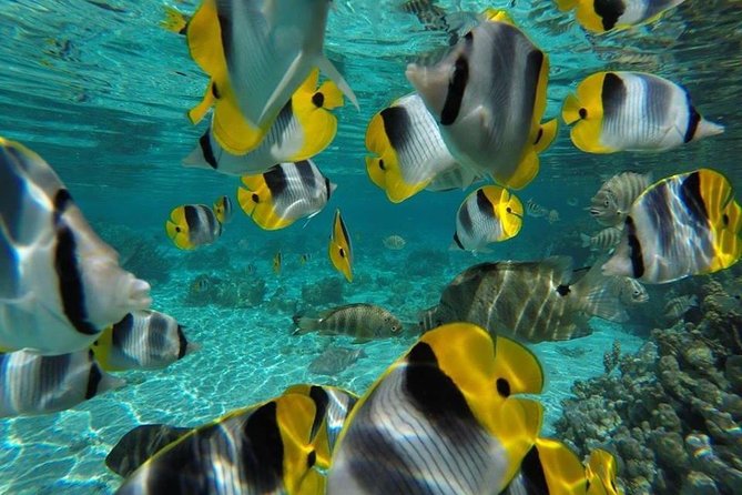 1/2 day Tahaa coral garden - departure Raiatea / ideal for cruise passengers - Small group energy and guide help (Gony and Laurence)