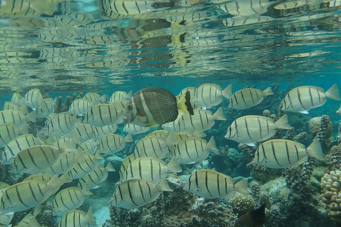 1/2 day Tahaa coral garden - departure Raiatea / ideal for cruise passengers - Timing: what 3 hours feels like when you include the whole day