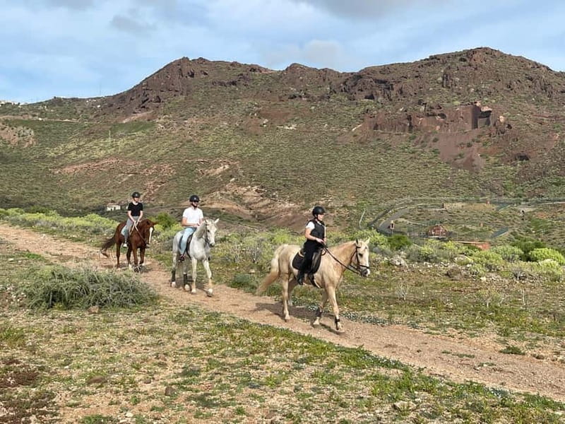 1 hour relaxing horse riding tour in Gran Canaria - First Lessons in the Arena: The Basics You Actually Need