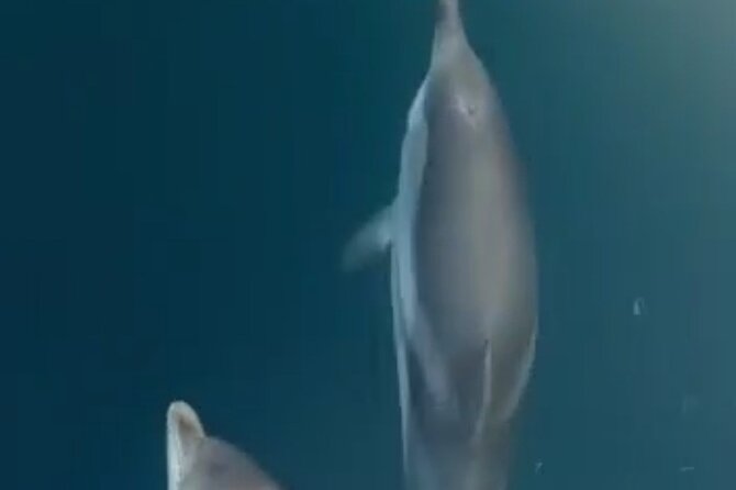 2.5 Hours Sunset Boat Tour in Search of Dolphins - What You’re Really Buying: Dolphins, Swim Time, and a Sunset Fix