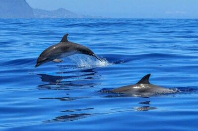 2.5 Hours Sunset Boat Tour in Search of Dolphins - Getting There in Giardini Naxos: The Easy Start