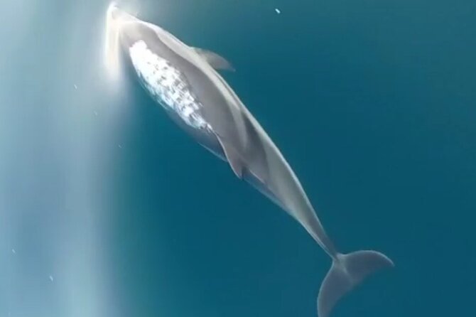 2.5 Hours Sunset Boat Tour in Search of Dolphins - Sunset Behind Etna: Why the Timing Works