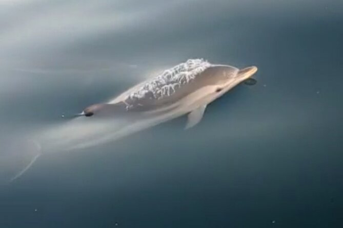 2.5 Hours Sunset Boat Tour in Search of Dolphins - Price and Value: Is $60.47 a Good Deal?