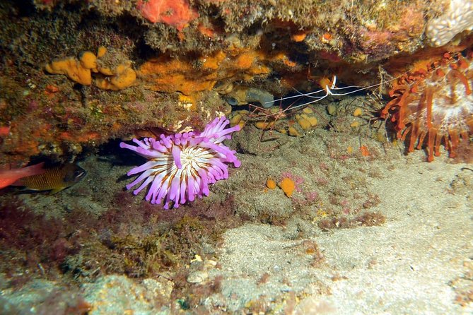 2 Dive Package for PADI Qualified Divers in Gran Canaria - Blue Water base, 8:30 start, and what to do first