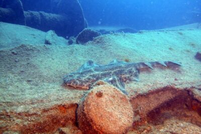 2 Dive Package for PADI Qualified Divers in Gran Canaria - Two underwater sessions: reef and wreck sites around 16–18m