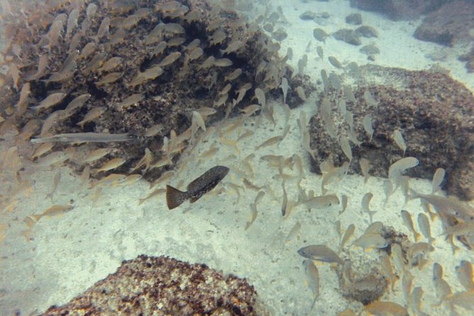 2 Dive Package for PADI Qualified Divers in Gran Canaria - Price and value: what you get for about $102.58