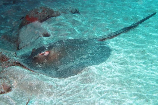 2 Dive Package for Qualified Divers in Gran Canaria - Quick hits to know before you go