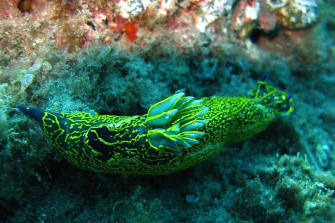 2 Dive Package for Qualified Divers in Gran Canaria - Why small groups and PADI pros matter in Gran Canaria waters