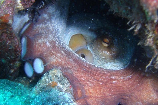 2 Dive Package for Qualified Divers in Gran Canaria - Price and value: what $108.61 buys you (and what it avoids)