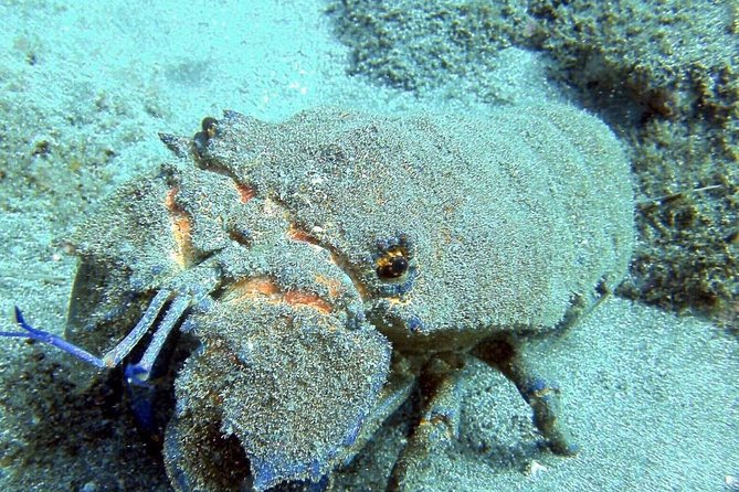 2 Dive Package for Qualified Divers in Gran Canaria - FAQ