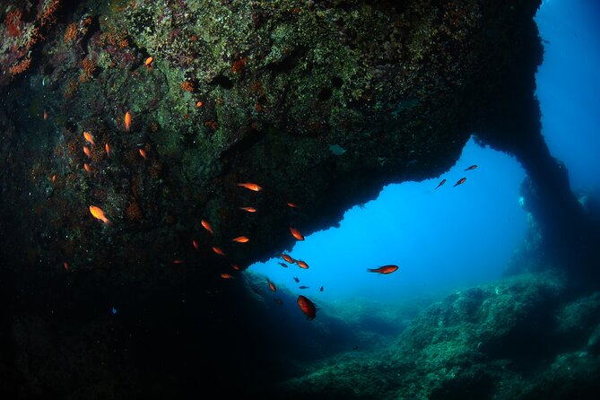 2 Dives from Diving Center (with full equipment) - Timing in practice: the 4–5 hour flow starting at 9:00 am