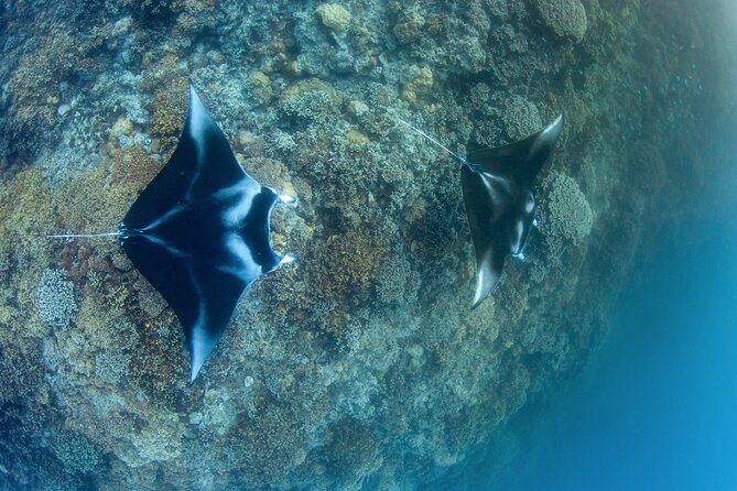 2 Dives in the morning for certified divers in Bora Bora - Key points that matter on your Bora Bora morning