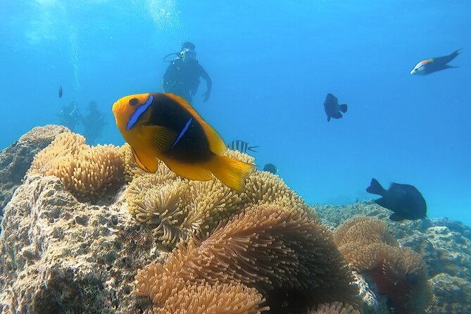 2 Dives in the morning for certified divers in Bora Bora - Two sites in one morning: lagoon calm and outer-reef action