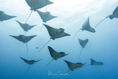 2 Dives in the morning for certified divers in Bora Bora - Small-group setup: what max 5 really means underwater
