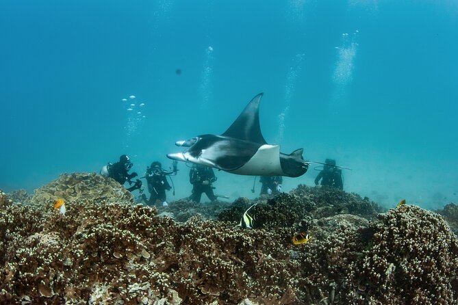 2 Dives in the morning for certified divers in Bora Bora - What you’re likely to see: manta rays, sharks, and reef life