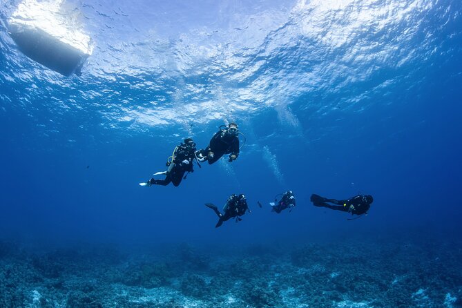 2 Dives in the morning for certified divers in Bora Bora - Between sessions: cookies, hot tea, and a real tank reset