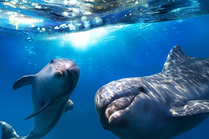 2-Hour Dolphin and Whale Watching in Gran Canaria - Key Things I’d Watch For on This Dolphin and Whale Cruise