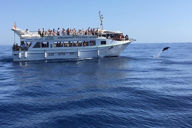2-Hour Dolphin and Whale Watching in Gran Canaria - Price and Value: Is $42.05 Worth It?