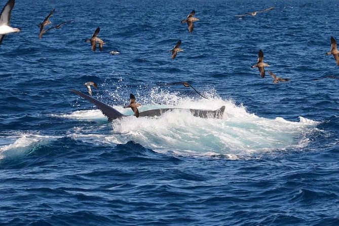 2-Hour Dolphin and Whale Watching in Gran Canaria - Meeting Point and What Happens Before You Go
