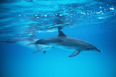 2-Hour Dolphin and Whale Watching in Gran Canaria - The Boat Ride: Comfort, Sea Legs, and Real-World Tips