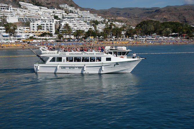 2-Hour Dolphin and Whale Watching in Gran Canaria - The Main Stop: Muelle Deportivo de Puerto Rico Dolphin Search