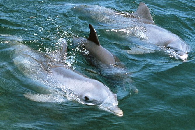 2-Hour Dolphin and Whale Watching in Gran Canaria - Where the Whale-Watching Fits In (and How to Set Expectations)