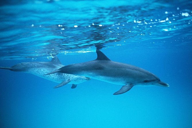 2-Hour Dolphin and Whale Watching in Gran Canaria - The Boat Ride: Comfort, Sea Legs, and Real-World Tips