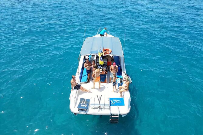 2 hour trip to see whales dolphins puerto colon adeje - Key highlights you should clock before you go