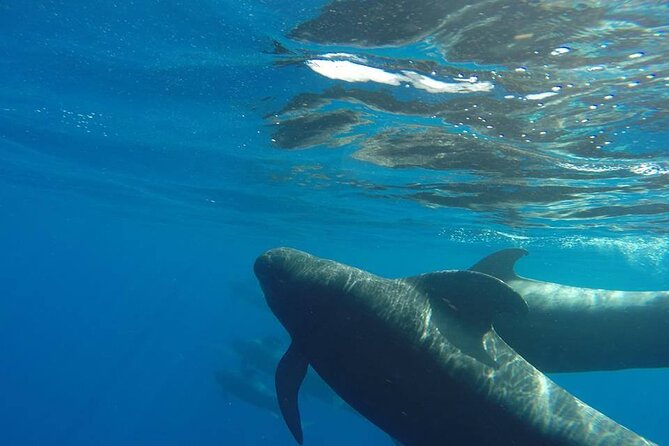 2 hour trip to see whales dolphins puerto colon adeje - A 2-hour whale watch that stays efficient