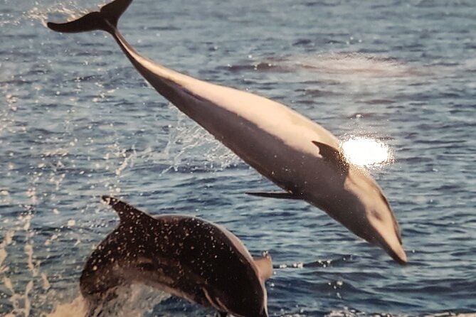 2 hour trip to see whales dolphins puerto colon adeje - Comfort, snacks, and a small-boat atmosphere