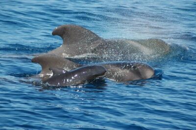 2 hour trip to see whales dolphins puerto colon adeje - What you can realistically hope to see: calderones, dolphins, turtles