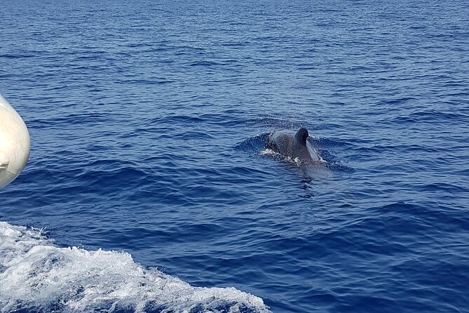 2 hour trip to see whales dolphins puerto colon adeje - Price and value: is $43.45 per person a good deal?