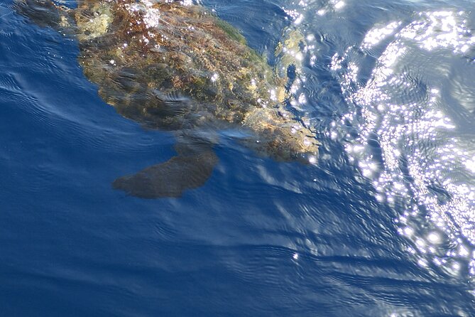 2 hour trip to see whales dolphins puerto colon adeje - Timing, start-time shifts, and how to stay calm