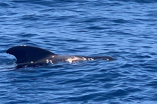 2 hour trip to see whales dolphins puerto colon adeje - Who this is best for (and who should think twice)