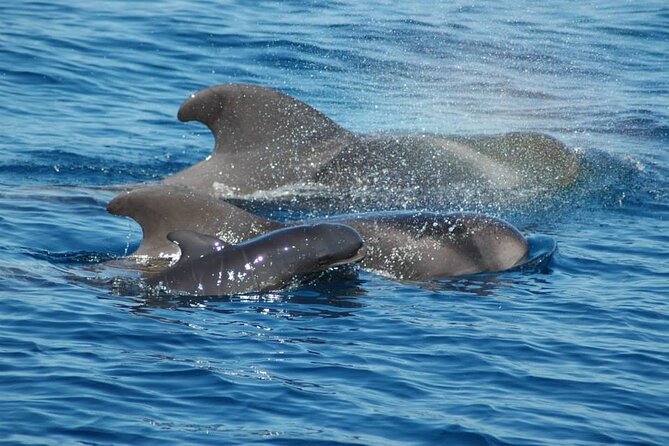 2 hour trip to see whales dolphins puerto colon adeje - What you can realistically hope to see: calderones, dolphins, turtles