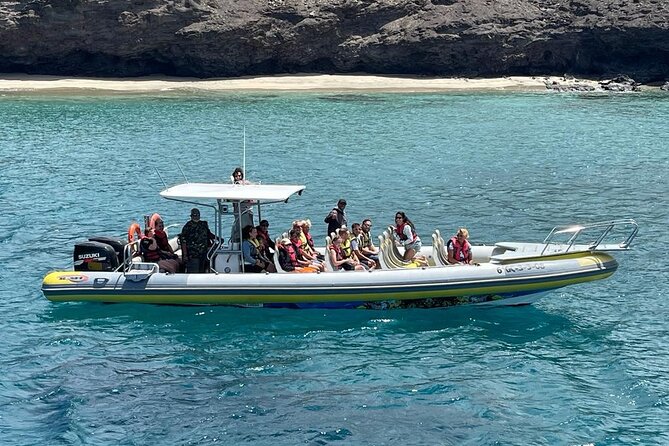 2h Dolphin and Whale Viewing + Snorkeling Tour - Small-group setup: why you see more up close