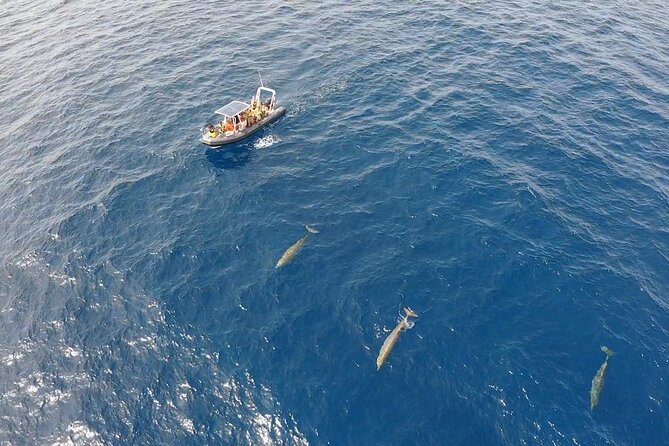 2h Dolphin and Whale Viewing + Snorkeling Tour - Marine life you can hope for (and what to expect if you don’t see everything)
