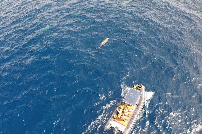 2h Dolphin and Whale Viewing + Snorkeling Tour - Should you book this dolphin and whale speedboat + snorkeling tour?