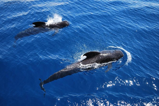 2h Viking Cruise Whales & Dolphins Watching - Viking Ragnarok in Los Cristianos: The Vibe in 120 Minutes