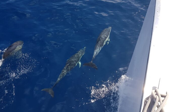 2hrs Dolphins Sunset Sailing Cruise With Drink - Why This Sunset Catamaran Works in Puerto del Carmen