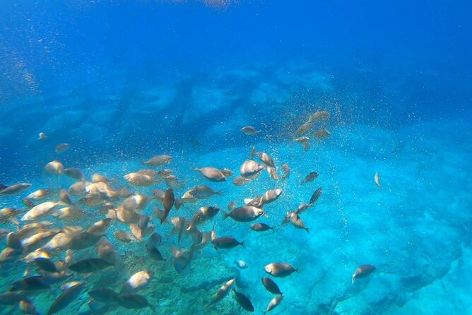 3-Hour Adventure With Hippo Submarine - Why This Submarine Tour Works So Well in Rhodes