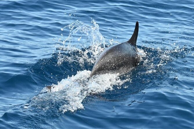3-Hour Cetacean Watching and Snorkeling Tour in Tenerife - Sailing Setup in Los Gigantes: What You’re Really Paying For