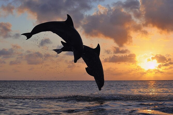 3-Hour Dolphin watching at sunset with aperitif - Key Highlights Worth Your Time