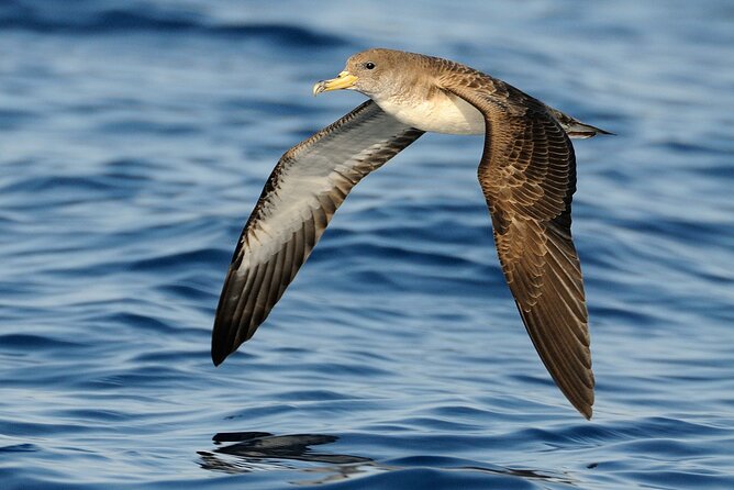 3-Hour Dolphin watching at sunset with aperitif - Timing and Weather: The Only Real Variable