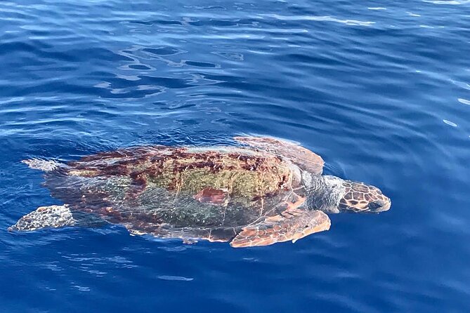 3-Hour Dolphin watching at sunset with aperitif - Price and Value: Why $59.25 Makes Sense for This Format