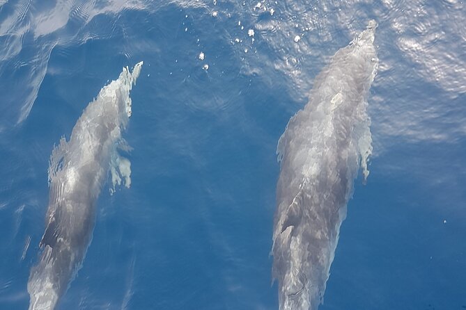 3-hour excursion to Puerto Colón Adeje to see whales - What makes this 3-hour whale trip work so well