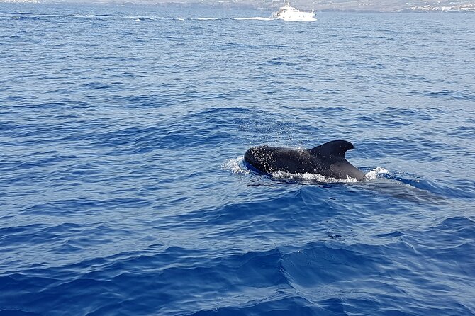 3-hour excursion to Puerto Colón Adeje to see whales - The return sail along Adeje coast: views plus guide explanations